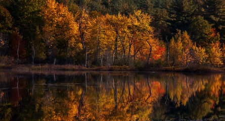 Golden Autumn on the shore of the lake. USA. Maine.
