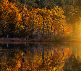 Fototapeta na wymiar Golden Autumn on the shore of the lake. USA. Maine. 