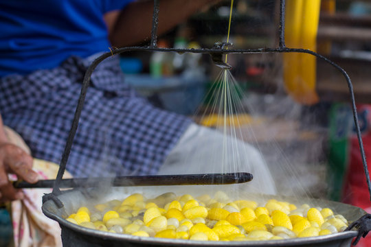 Thai woman boiling yellow silkworm cocoons and making silk thread. A traditional way of hand made silk production.