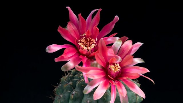 Time lapse of blooming red flowers on a black background. Cactus blooming in Full HD. Gymnocalycium