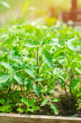 young green seedlings of tomatoes, ready for transplant in the field, farming, agriculture, vegetables, eco-friendly agricultural products, agroindustry, close-up
