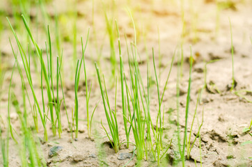 young green leek or onions growing in the field or garden, farming, agriculture, vegetables, eco-friendly agricultural products, agro-industry, close-up