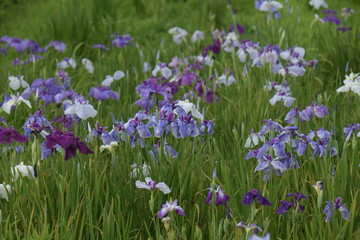 Naklejka premium 花菖蒲