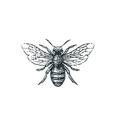 Honey bee. Hand drawn engraving style illustrations.