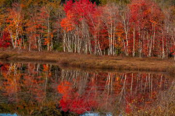 Fototapeta na wymiar Trees with bright red foliage and reflection in the lake water. Colorful beautiful autumn. USA. Maine. 