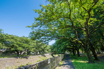 善福寺川緑地の遊歩道