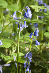 Bluebell in spring woodland, UK
