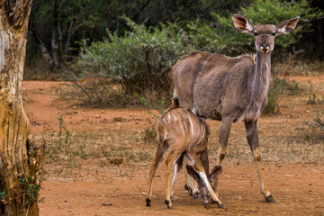 Kudu and calf