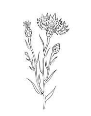 cornflower twig sketch