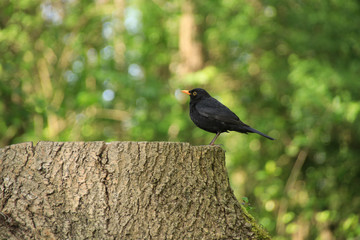 Spreewald, Amsel auf Baumstumpf