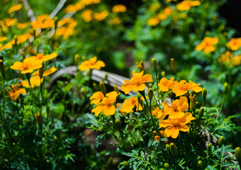Marigolds (tagetis) in a garden