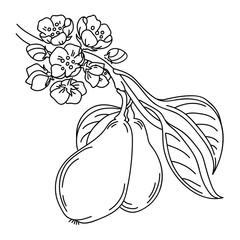 pear tree twig in retro antique style