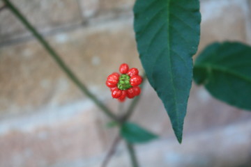 Red berry in garden