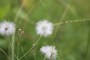 grass flower on summer