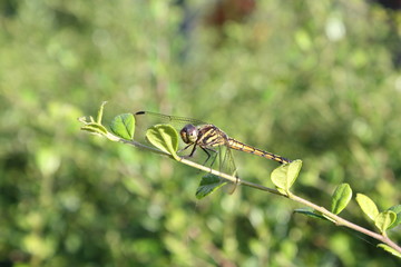A dragonfly in the garden nature green background