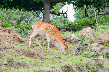Happy deer living around on Daqiu island