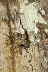 Image of Two-tailed Spider(Hersilia sp.) eat the bait on tree. Insect. Animal