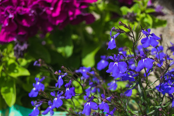 Purple lobelia in a garden 