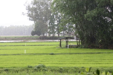 green nature country