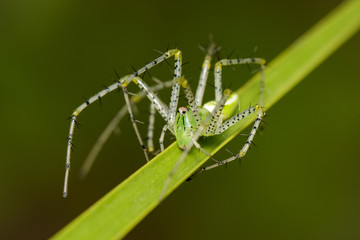 Fototapeta premium Image of Malagasy green lynx spider (Peucetia madagascariensis) on green leaf. Insect. Animal.