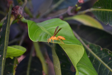 Wasp