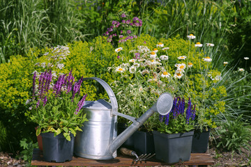 Fototapeta Garden works - planting and care of perennials / Salvia Sensation Deep Rose & Salvia Marcus & Anthemis obraz