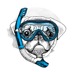 Pug portrait in a blue diving mask and with tube. Vector illustration.