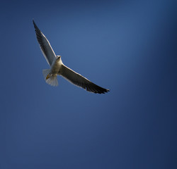 Obraz na płótnie Canvas seagull 