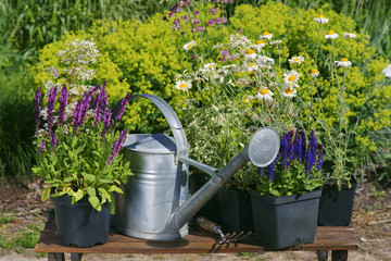 Garden works - planting and care of perennials / Salvia Sensation Deep Rose & Salvia Marcus & Anthemis