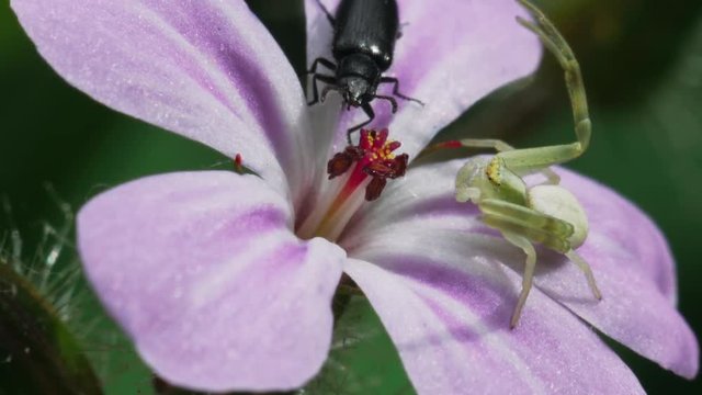 Small green spider Crab is trying to grab a black beetle on a pink flower. Macro footage.