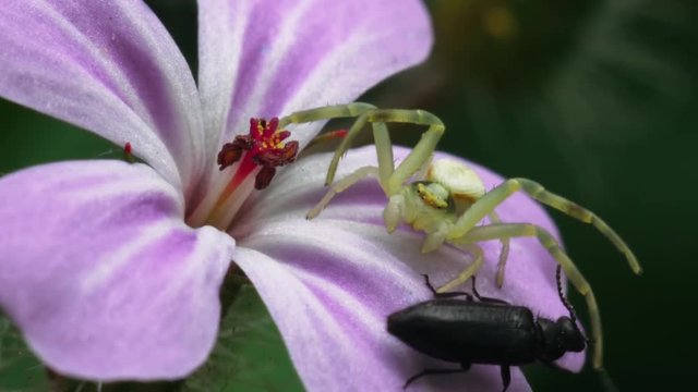 Small spider-crab fights with a black beetle on a pink flower. Macro footage.