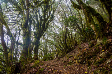 Rainforest, La Gomera