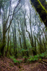 Rainforest, La Gomera