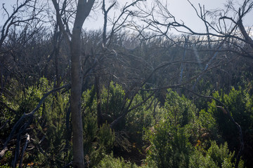 Obraz na płótnie Canvas Burn down forest, La Gomera