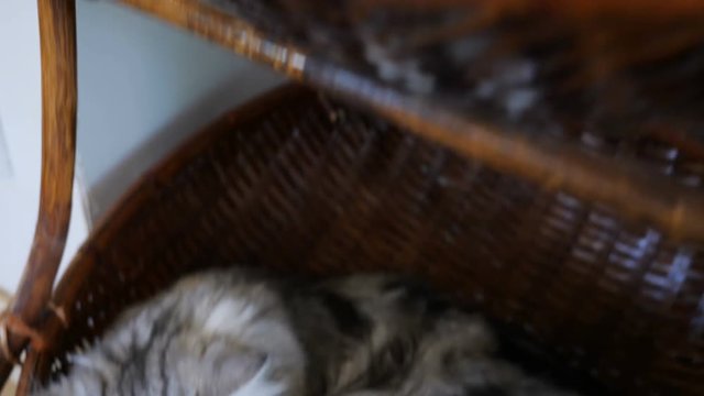 4K Cute tabby cats sleeping on the basket