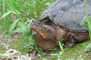Snapping Turtle