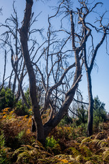 Burn down forest, La Gomera