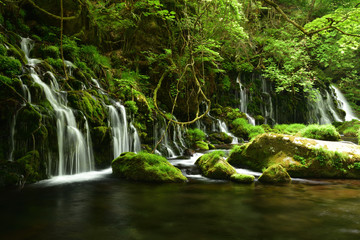 Naklejka premium 元滝伏流水