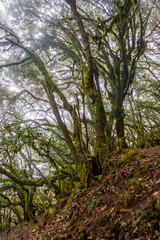 Rainforest, La Gomera