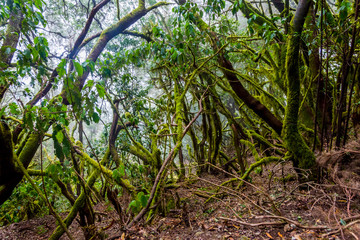 Rainforest, La Gomera