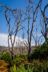 Burn down forest, La Gomera