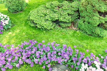 Flowerbed with purple and pink flowers tulips and green grass