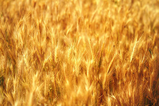 yellow grass, texture