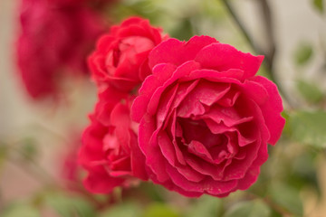 Beautiful Roses