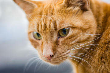 Fototapeta na wymiar Orange cat portrait