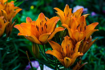 Branch lilies in the garden in the evening. Breeding and care of lilies