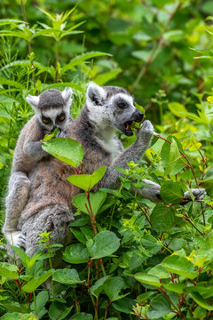 Ring tail makies is eating with their young