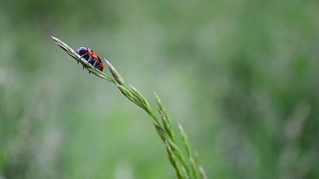 Clytra quadripunctata, Four spotted leaf beetle