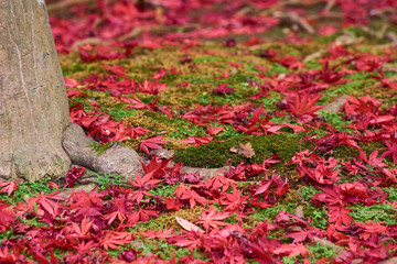 紅葉　落ち葉