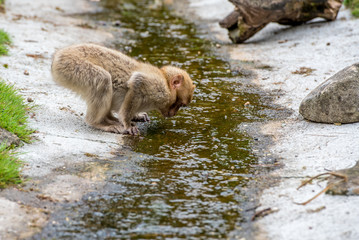 a young berber monkey is drinking